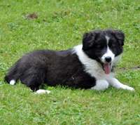 Border Collie hvalp